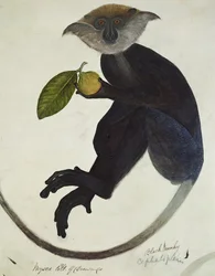 Mono negro